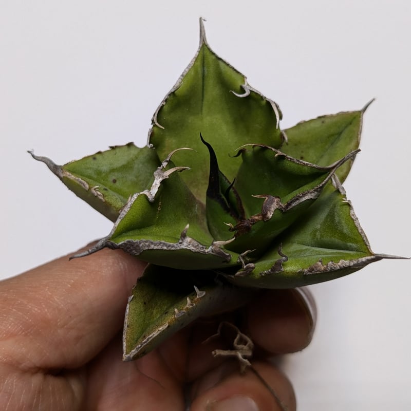 アガベ チタノタ 黒豹 クロヒョウ | TAMA PLANTS