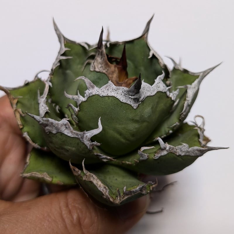 アガベ　チタノタ　烈焔　標本株　子株付き アガベ・チタノタ 烈焔（ボールタイプ）中-007｜agave titanota flame |