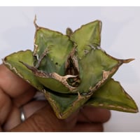 アガベ　チタノタ　巨獣　キョジュウ