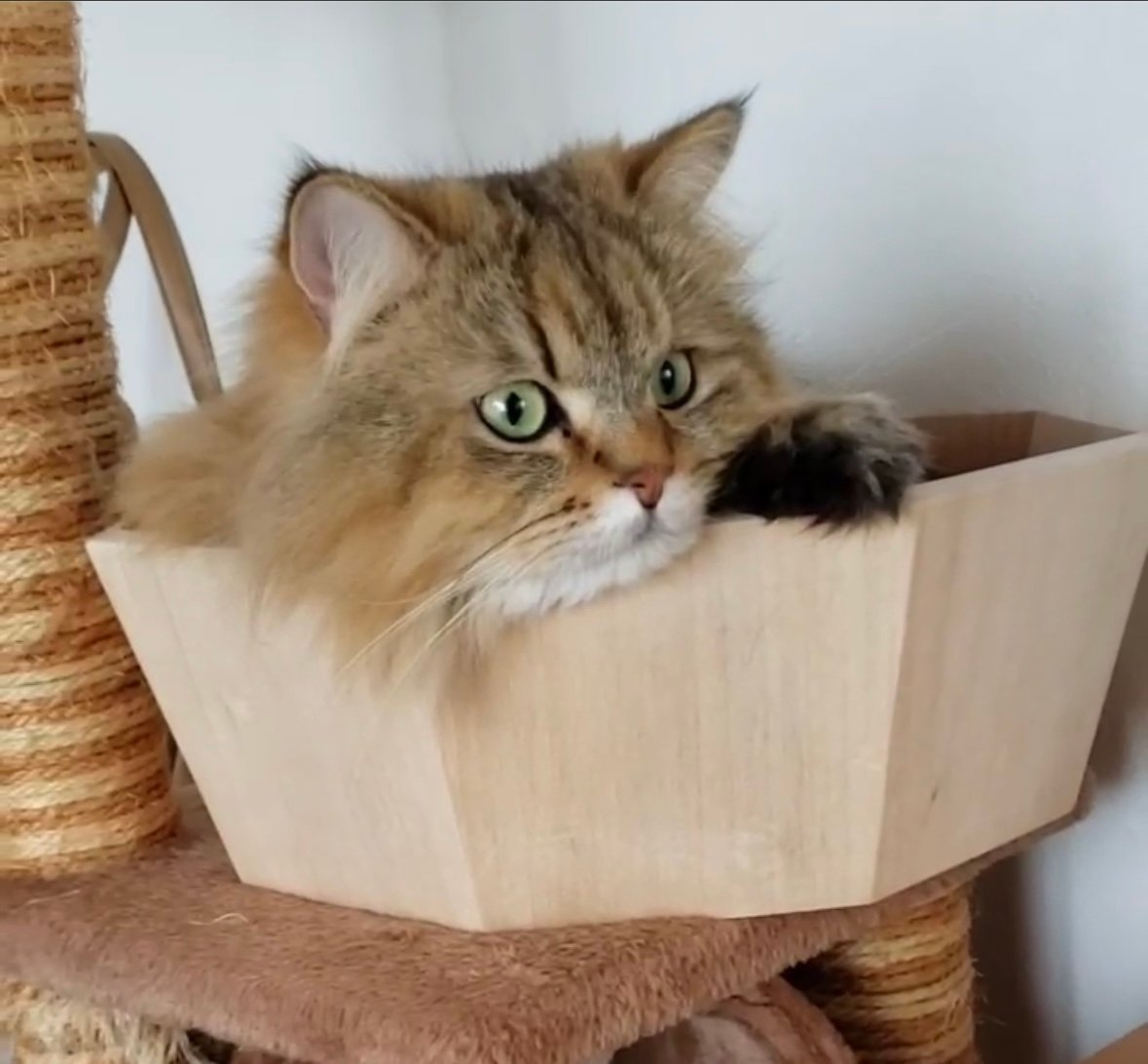 八角形木製ねこベッド | 佐々木丸六工務店