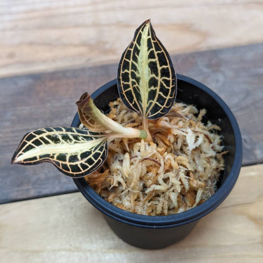 Anoectochilus sp. 斑入りジュエルオーキッド 宝石蘭 アネクトキルスSp. Laos【ジュエルオーキッド／宝石蘭