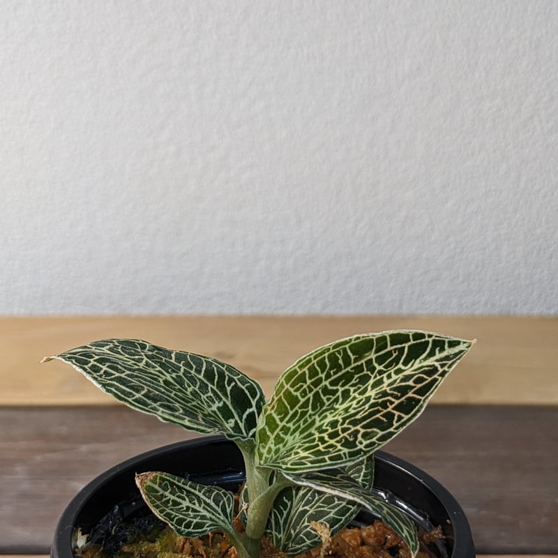 アネクトキルスSP（hybrid) ジュエルオーキッド/宝石蘭 | 山猫植物店