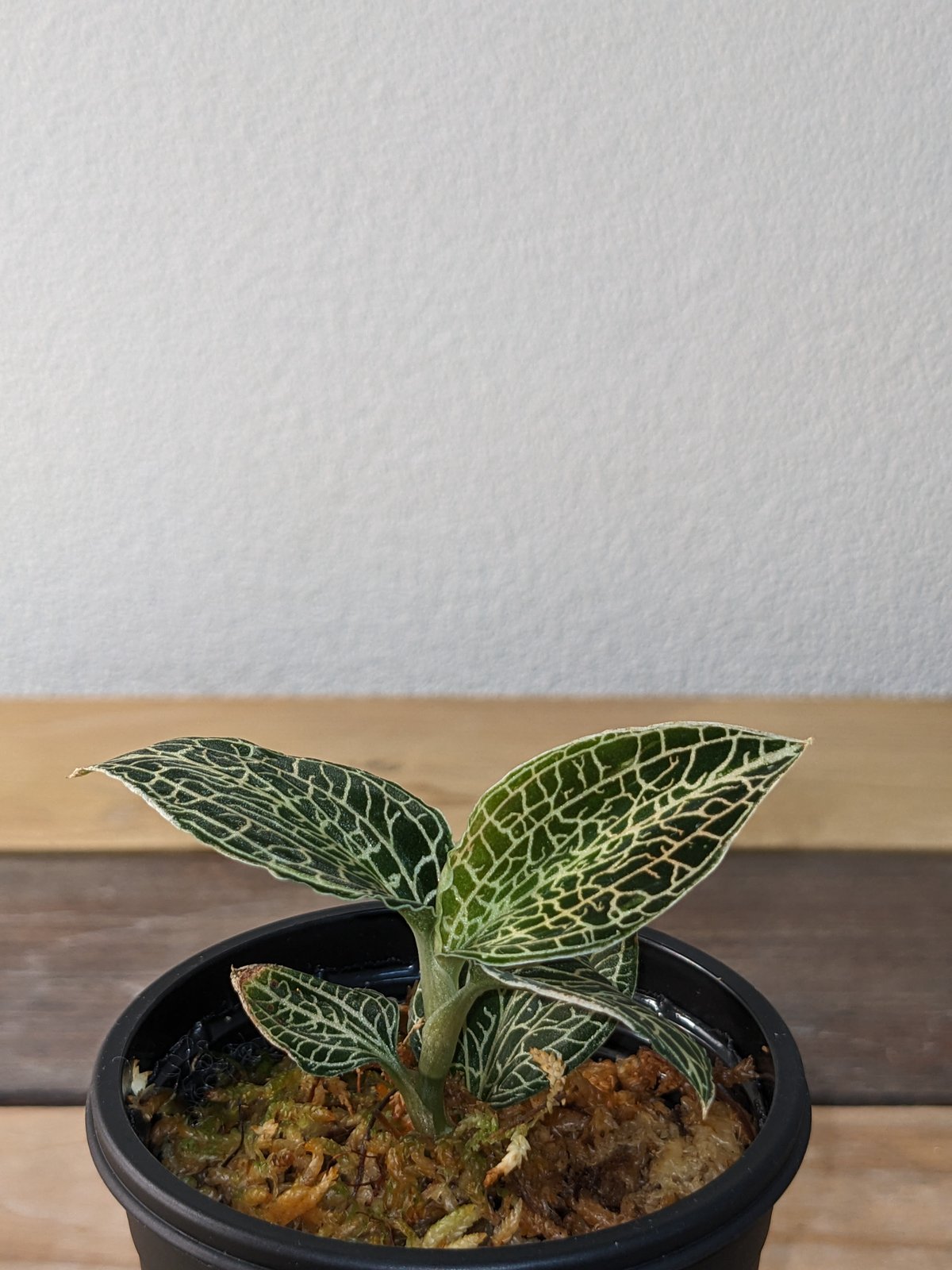 アネクトキルスSP（hybrid) ジュエルオーキッド/宝石蘭 | 山猫植物店