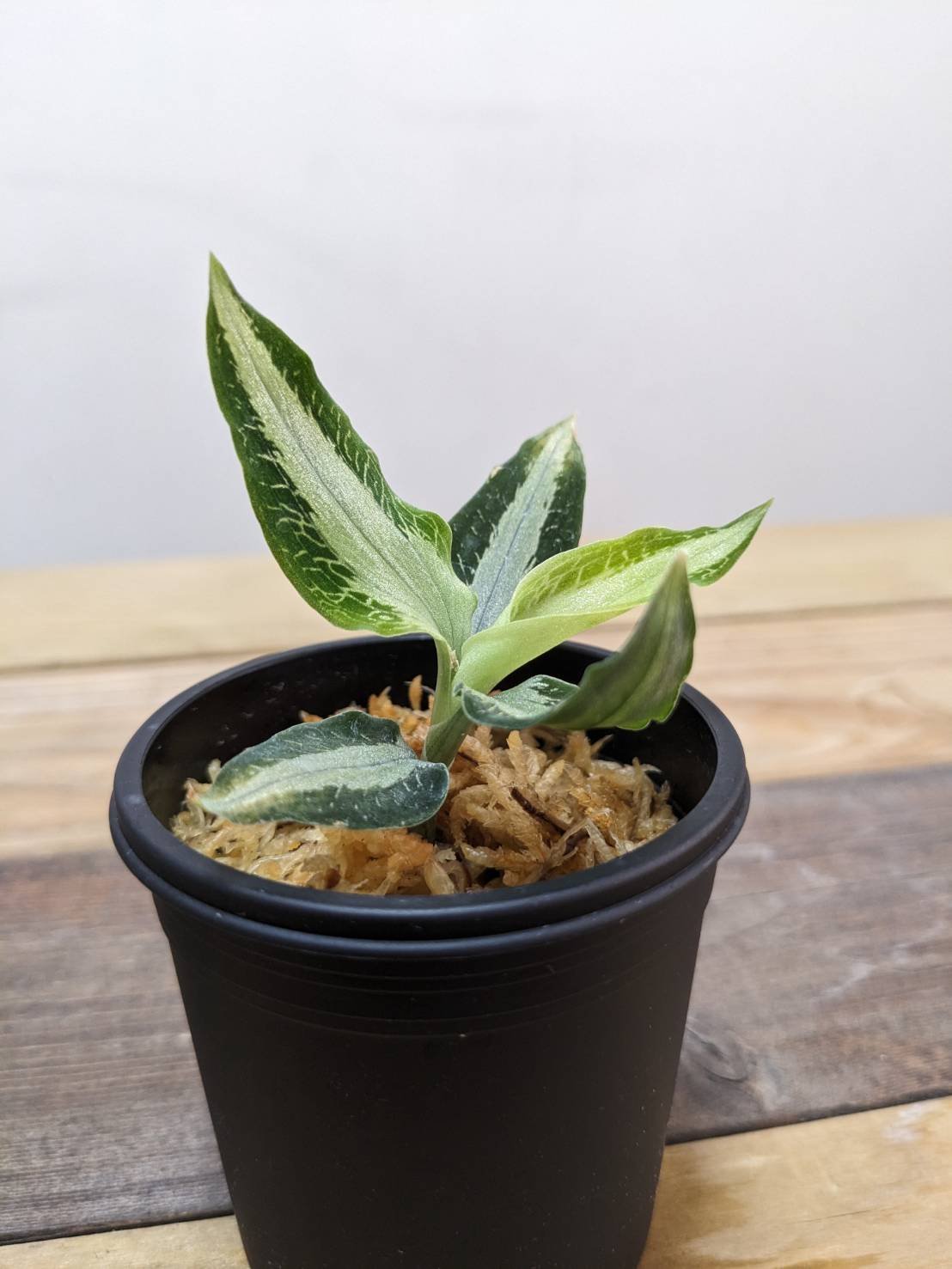 アスピドギネ アルゲンティア ジュエルオーキッド/宝石蘭 | 山猫植物店