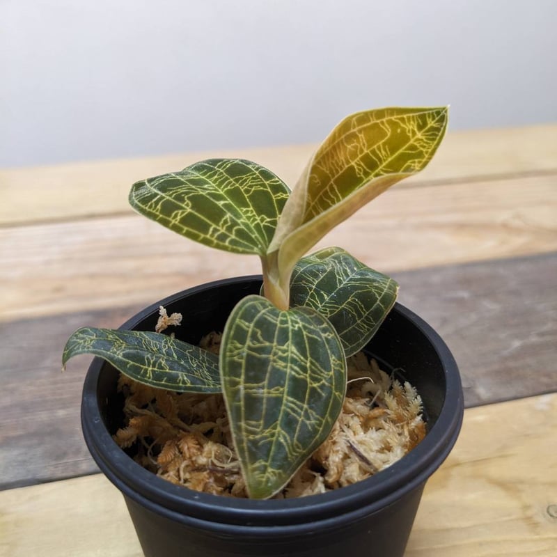 ジュエルオーキッド　マコデスペトラ　ブラック４株セット マコデスペドラ ブラックタイプ ジュエルオーキッド/宝石蘭 | 山猫植物店