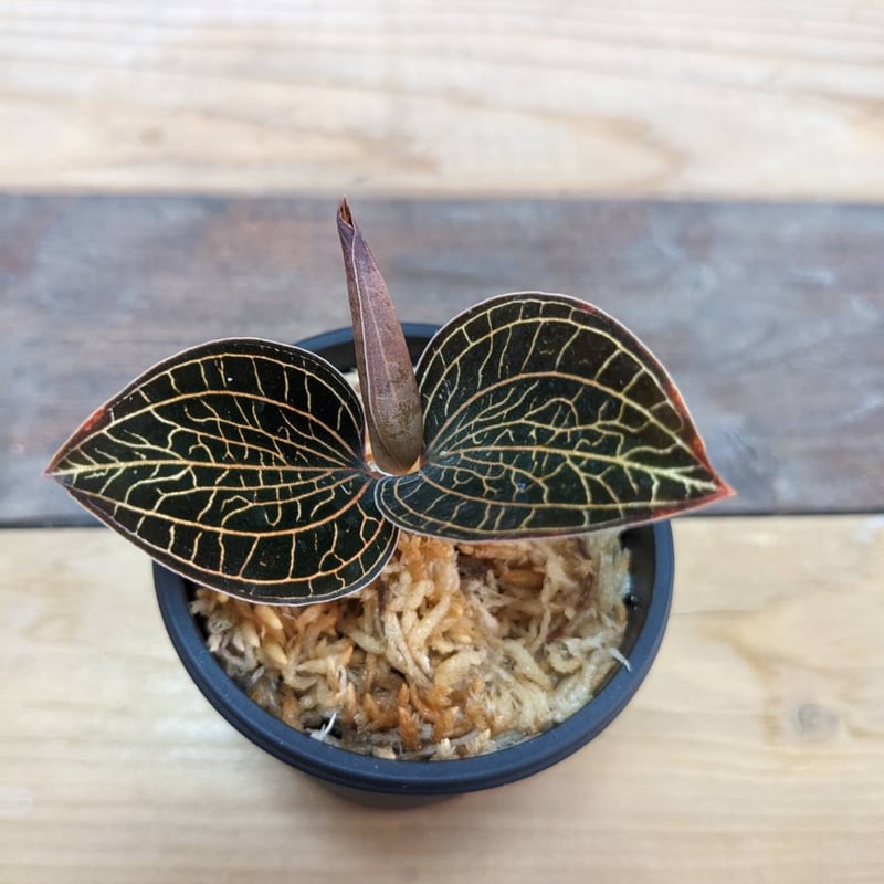 アネクトキルスSP（赤脈タイプ） ジュエルオーキッド/宝石蘭 | 山猫植物店