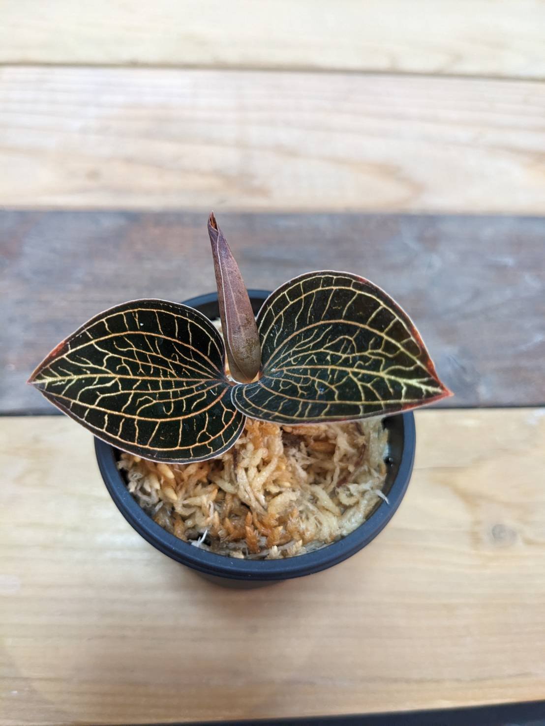 アネクトキルスSP（赤脈タイプ） ジュエルオーキッド/宝石蘭 | 山猫植物店
