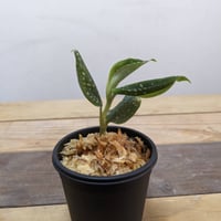 アスピドギネ アルゲンティア ジュエルオーキッド/宝石蘭 | 山猫植物店