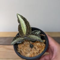 アスピドギネ アルゲンティア ジュエルオーキッド/宝石蘭 | 山猫植物店