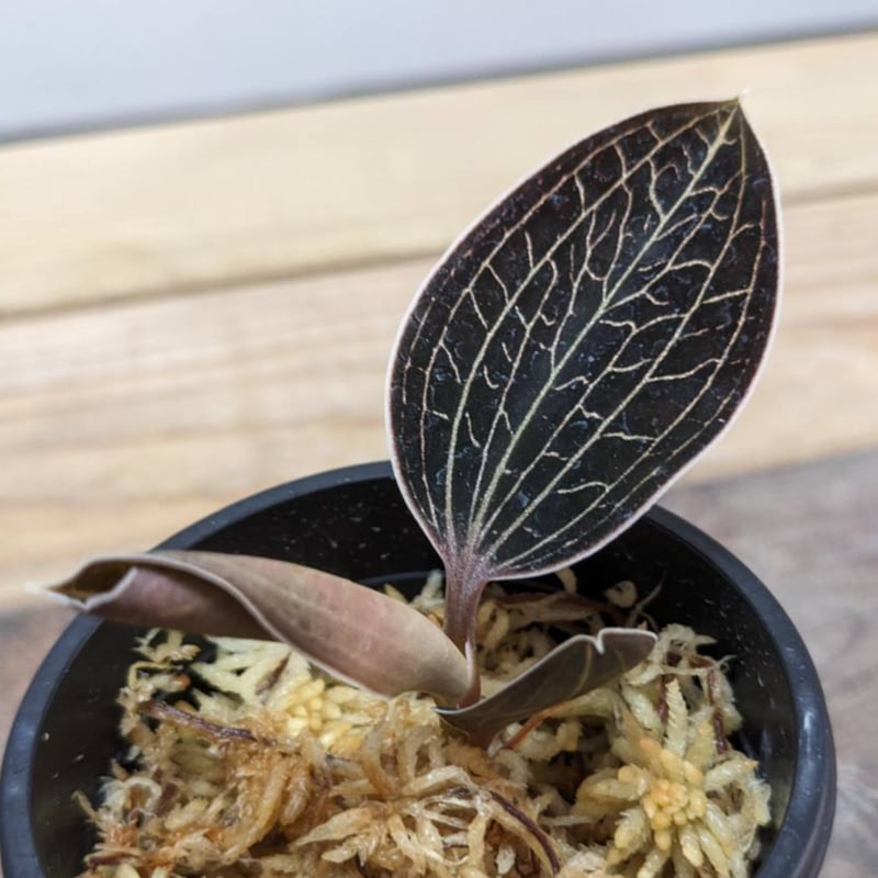 アネクトキルス ローウィー ジュエルオーキッド/宝石蘭 | 山猫植物店