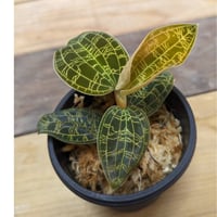 アネクトニア（赤） ジュエルオーキッド/宝石蘭 | 山猫植物店