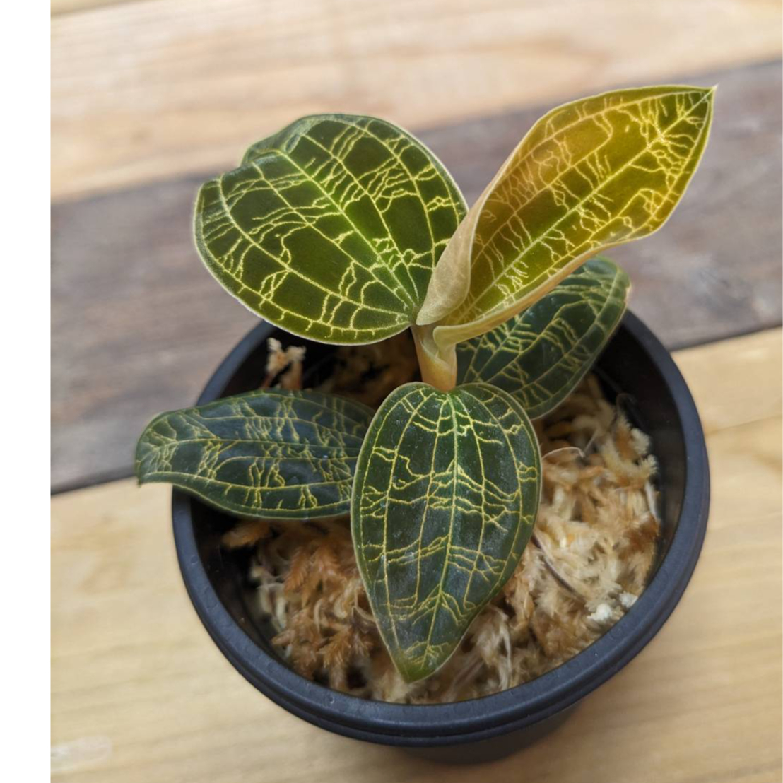 ジュエルオーキッド　マコデスペトラ　ブラック４株セット b5db586ce50c13f680854a94a4ed28