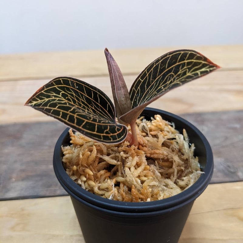 アネクトキルスSP（赤脈タイプ） ジュエルオーキッド/宝石蘭 | 山猫植物店