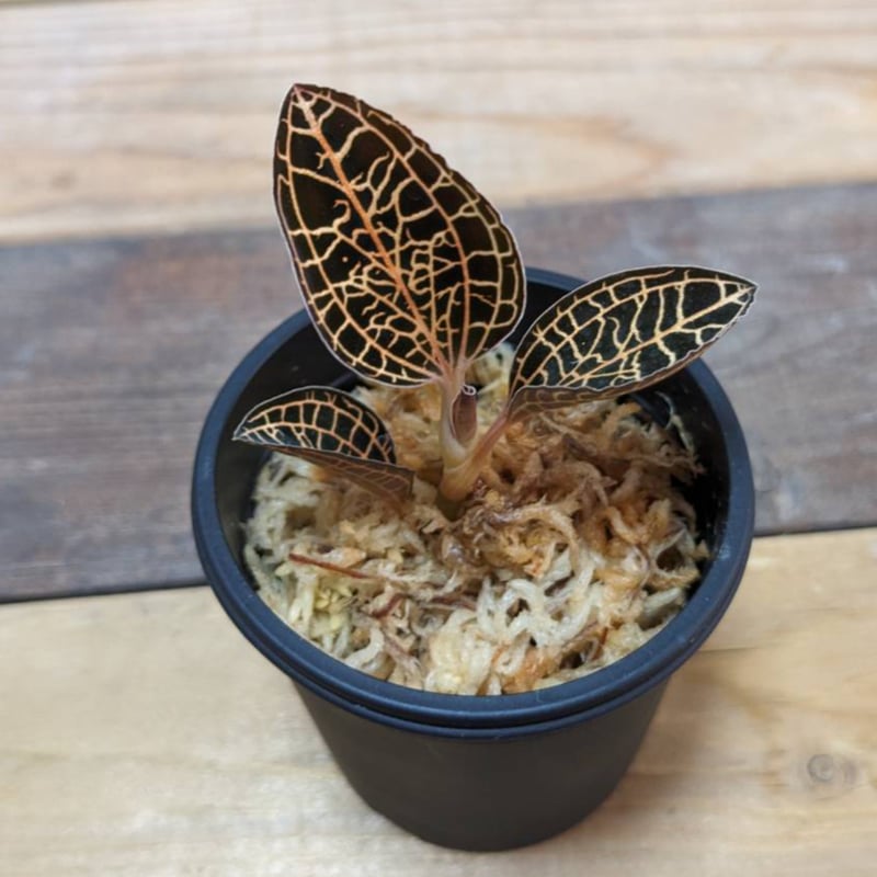 アネクトニア（赤） ジュエルオーキッド/宝石蘭 | 山猫植物店