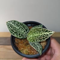 アスピドギネ アルゲンティア ジュエルオーキッド/宝石蘭 | 山猫植物店