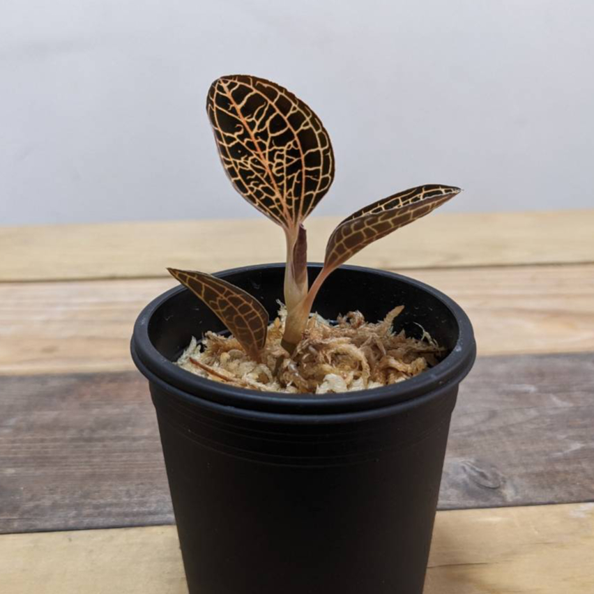 アネクトニア（赤） ジュエルオーキッド/宝石蘭 | 山猫植物店