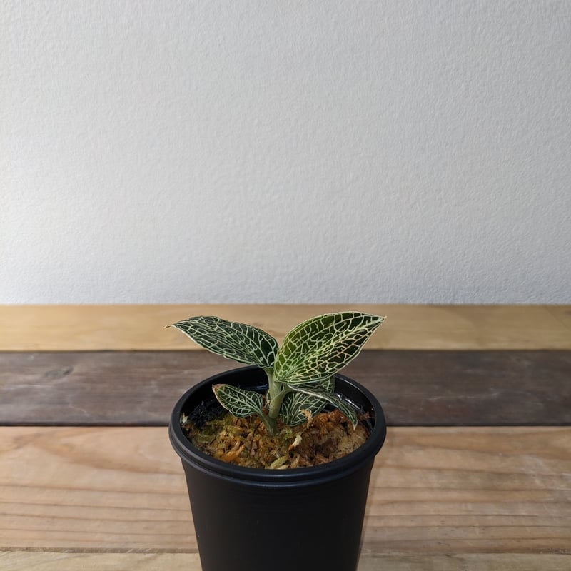 アネクトキルスSP（hybrid) ジュエルオーキッド/宝石蘭 | 山猫植物店