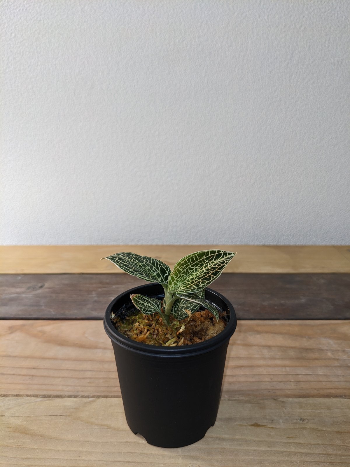 アネクトキルスSP（hybrid) ジュエルオーキッド/宝石蘭 | 山猫植物店