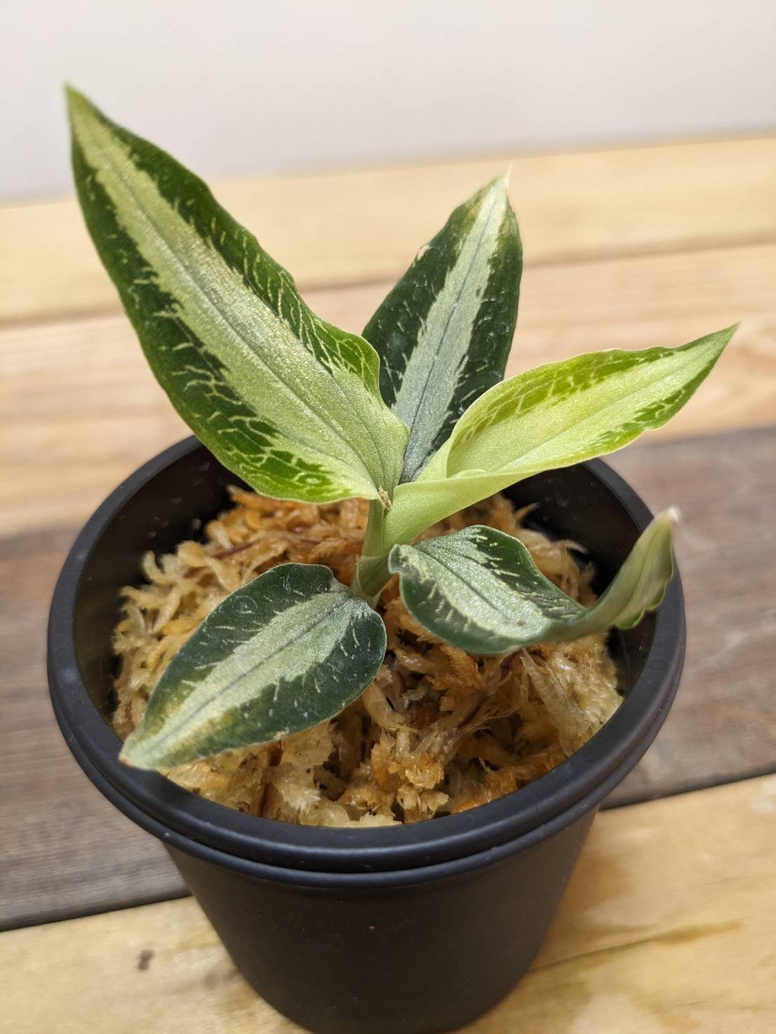 アスピドギネ アルゲンティア ジュエルオーキッド/宝石蘭 | 山猫植物店