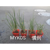 育苗セット