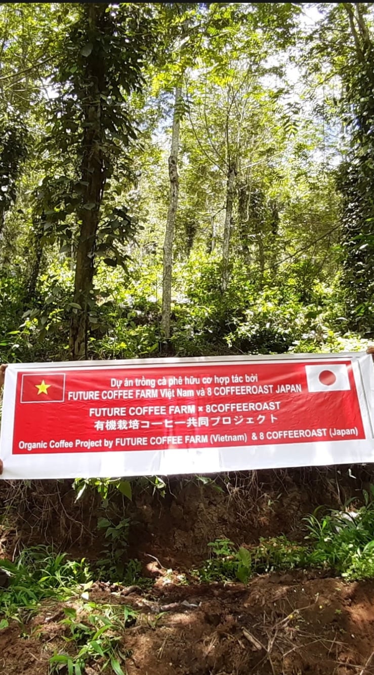 セラトザミア　ロブスタ　大株 セラトザミア ロブスタ 大株 セラトザミア ロブスタ 大株 セラトザミア