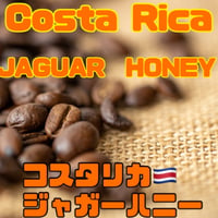 コスタリカ🇨🇷 ジャガー　ハニー