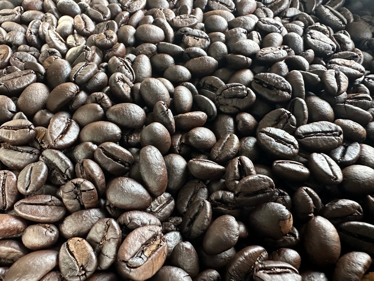 セラトザミア　ロブスタ　大株 サボテン アストロフィツム 水牛大鳳玉【831】 | PROTOLEAF プロトリーフ