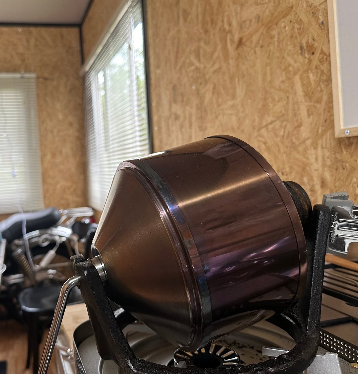 セラトザミア　ロブスタ　大株 セラトザミア ロブスタ 大株