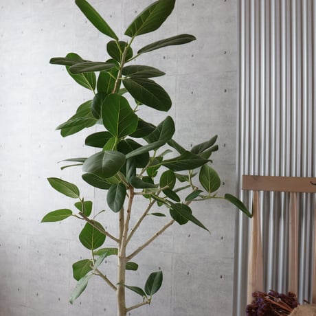 【朴もの◎132cm】 フィカス ベンガレンシス 朴仕立て 観葉植物 室内 大型