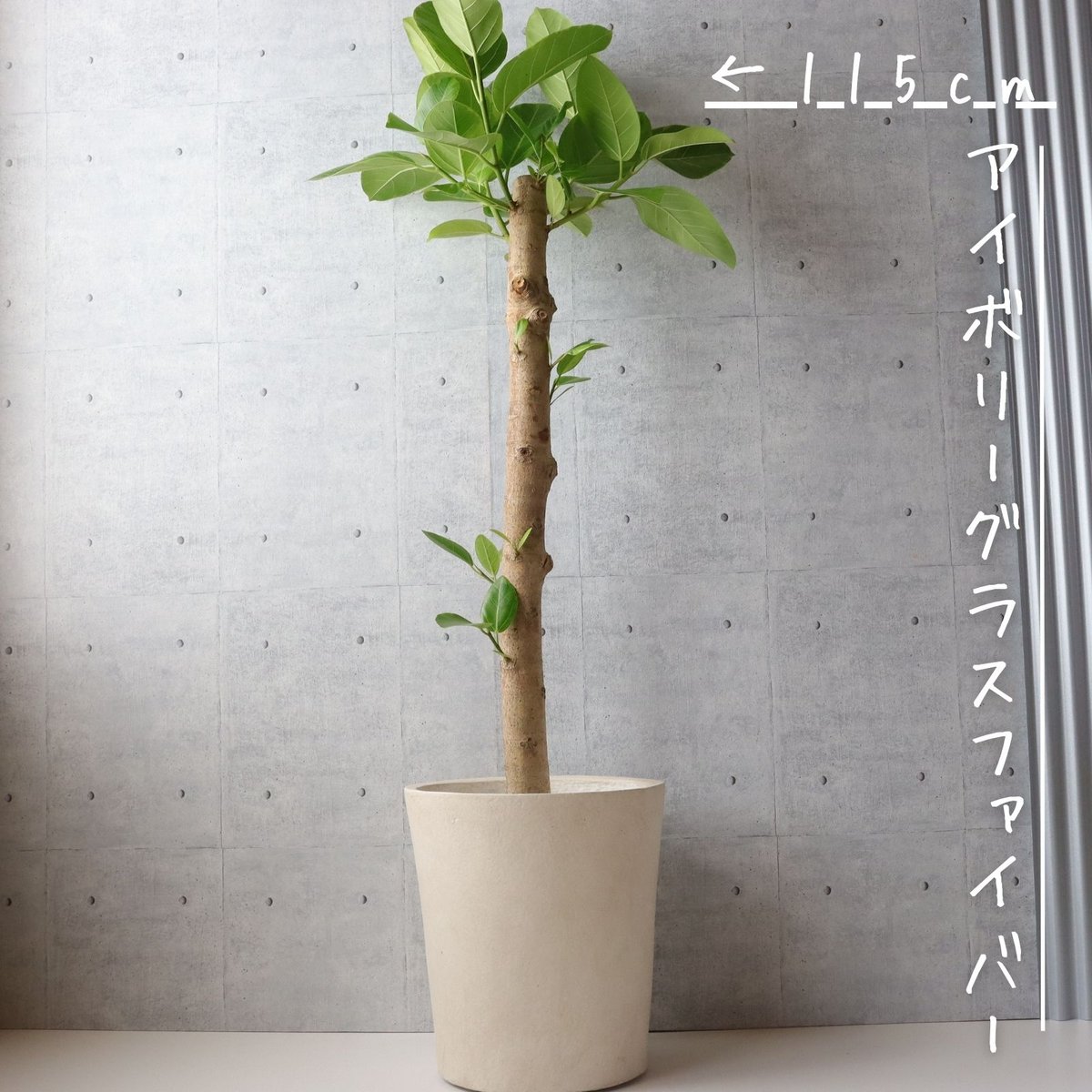 幹太！観葉植物 フィカス アルテシーマ アルテシマ 斑入り 朴仕立て 8