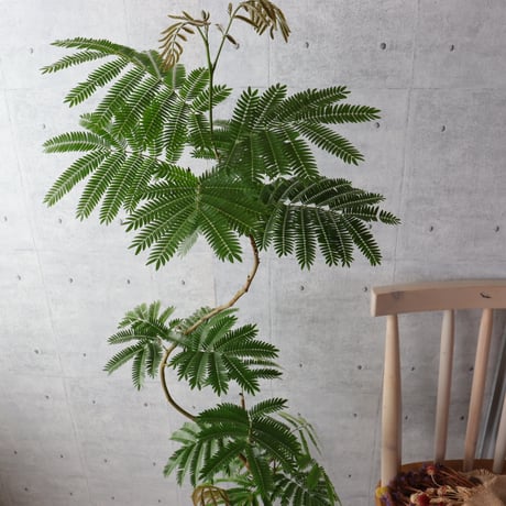 【存在感◎140cm】エバーフレッシュ 曲がり 7号 観葉植物 室内 大型