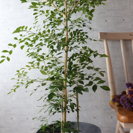 【ボリュー厶◎148cm】シルクジャスミン ゲッキツ 観葉植物 室内 大型