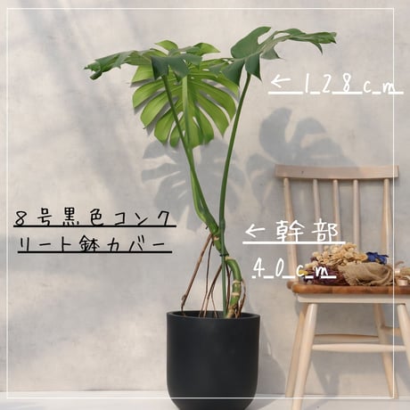 モンステラ ８号 幹立ち モンステラ 観葉植物 根上り 綺麗 お祝い ギフト 開店祝い 観葉植物 ラッピング 無料 観葉植物 プレゼント お中元 お歳暮 熱帯植物 大型 室内