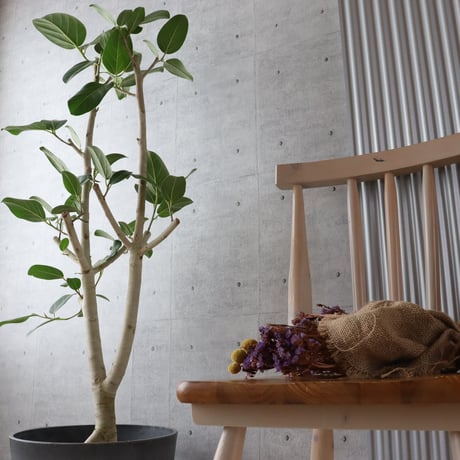 【ユニーク◎124cm】 フィカス ベンガレンシス 朴もの 観葉植物 室内 大型