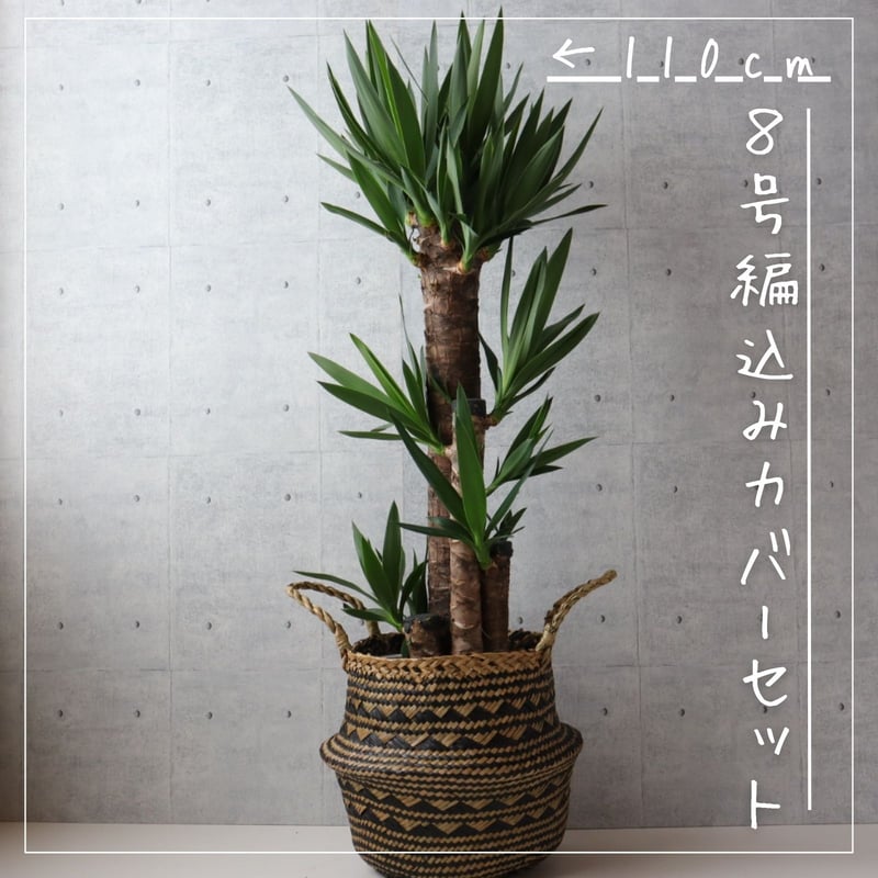 縁起のよい植物】ユッカ エレファンティペス 8号 観葉植物 室内 | 観葉