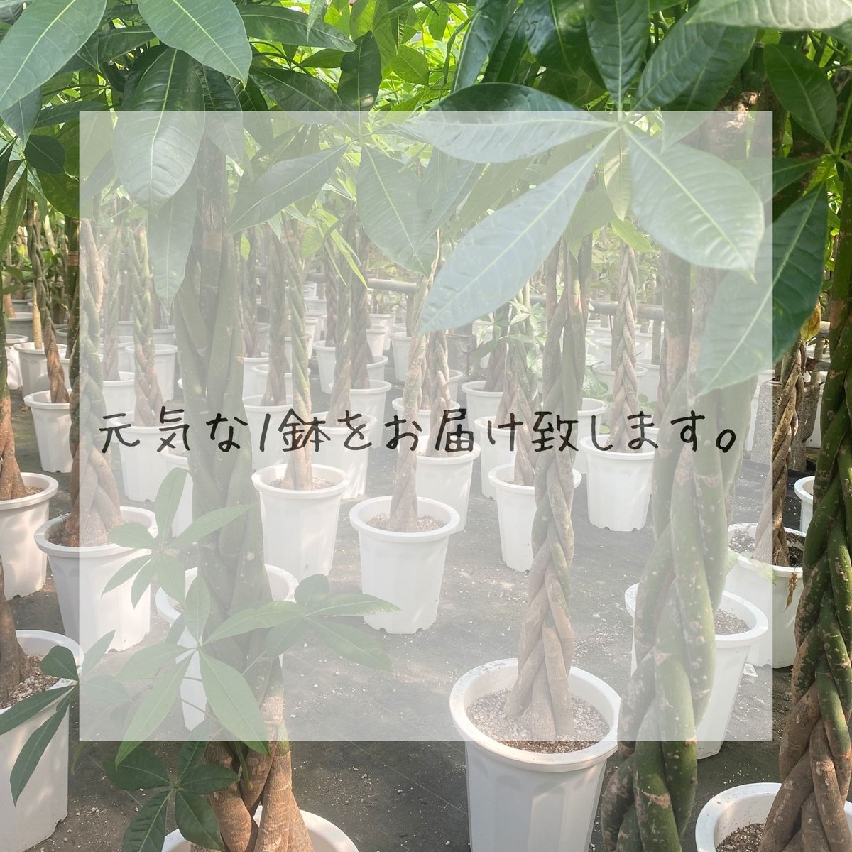 フィカス ウンベラータ 曲がり 螺旋 仕立て ゴムの木 お祝い ギフト