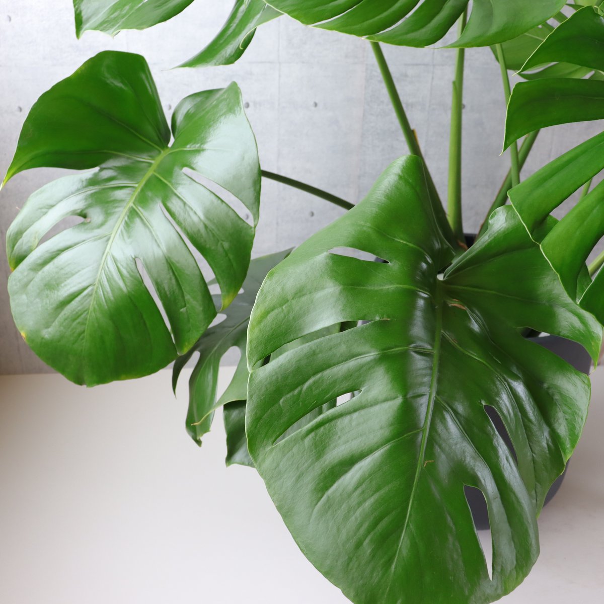 ボリューム◎】 モンステラ 8号 観葉植物 室内 葉の大きさ約40cm