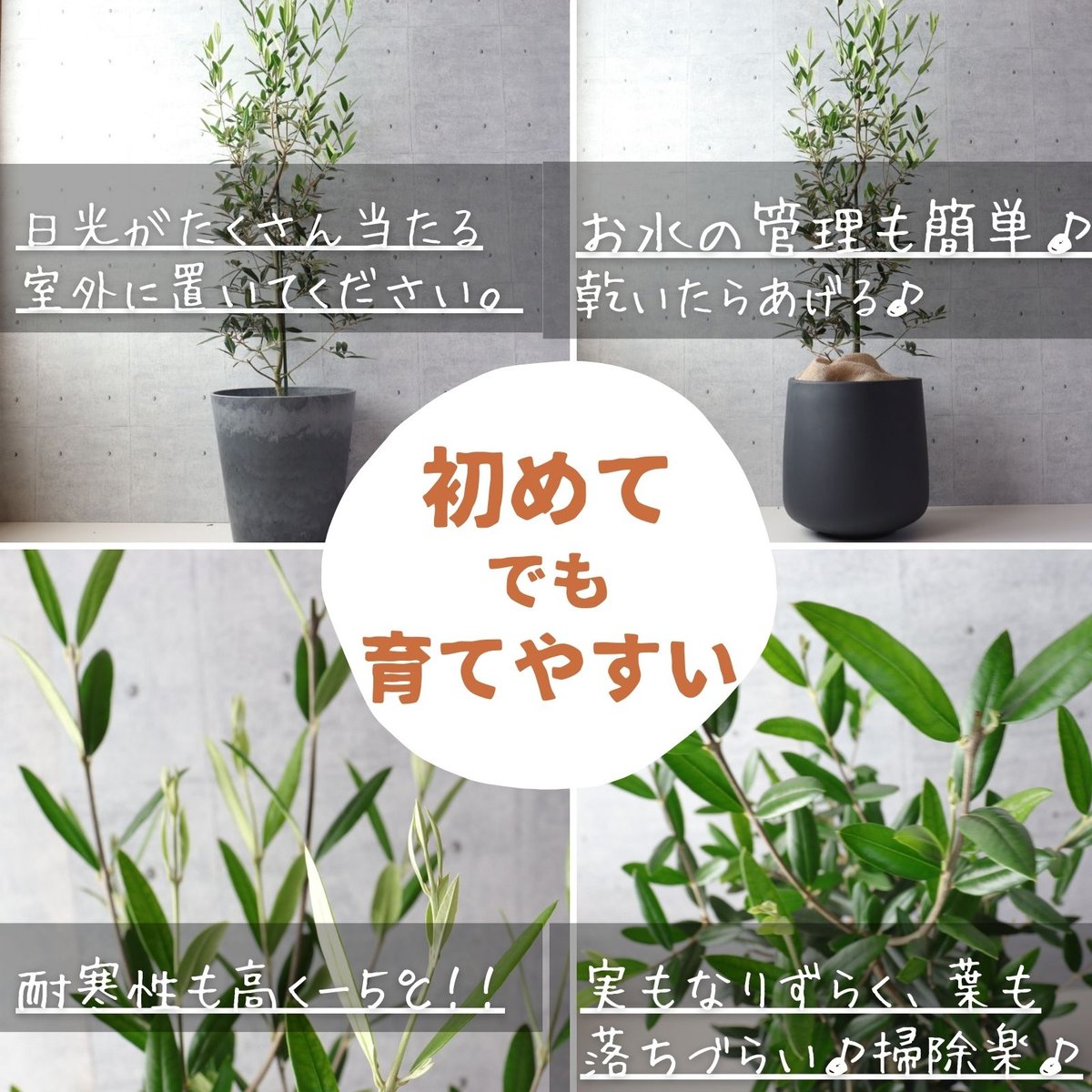 樹形◎】オリーブ オリーブの木 8号 ひなかぜ 観葉植物 寒さ暑さに強い