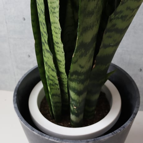 【スタイリッシュ◎】サンスベリア ゼラニカ 7号 観葉植物 室内 耐陰性高い