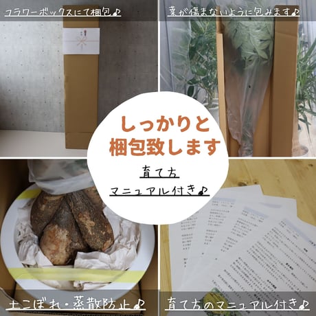 フィカス ベンガレンシス 朴 仕立て ゴムの木 お祝い ギフト 開店祝い ラッピング 無料 ベンガレンシス 観葉植物 プレゼント 開店祝い 観葉植物 新築祝い お中元 お歳暮 熱帯植物 ８号