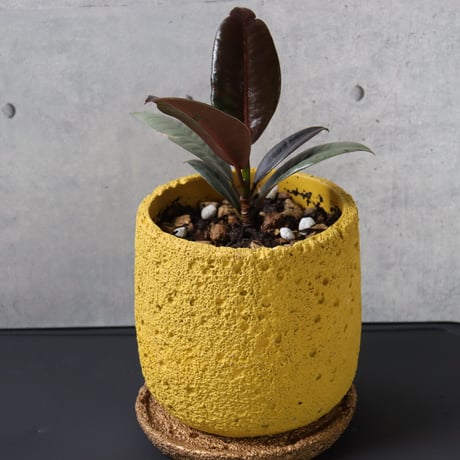 【希少 流通極薄】フィカス ブルールビー 4号鉢＋受け皿付き 観葉植物 室内