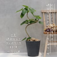 フィカス ウンベラータ 曲がり 螺旋 仕立て ゴムの木 お祝い ギフト 開店祝い ラッピング 無料 観葉植物 プレゼント お中元 お歳暮 熱帯植物 ７号