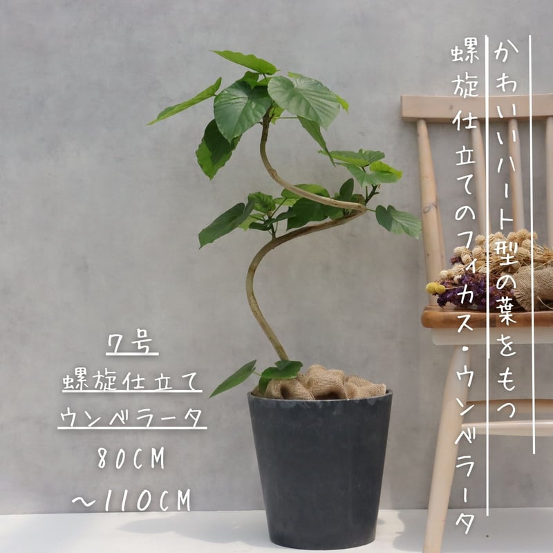 フィカス ウンベラータ 曲がり 螺旋 仕立て ゴムの木 お祝い ギフト