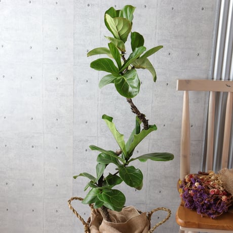 【樹形◎】フィカス リラータ カシワバゴム 曲がり 柏葉ゴム 大型 観葉植物