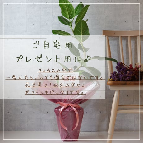 フィカス ベンガレンシス 朴 仕立て ゴムの木 お祝い ギフト 開店祝い ラッピング 無料 ベンガレンシス 観葉植物 プレゼント 開店祝い 観葉植物 新築祝い お中元 お歳暮 熱帯植物 ８号