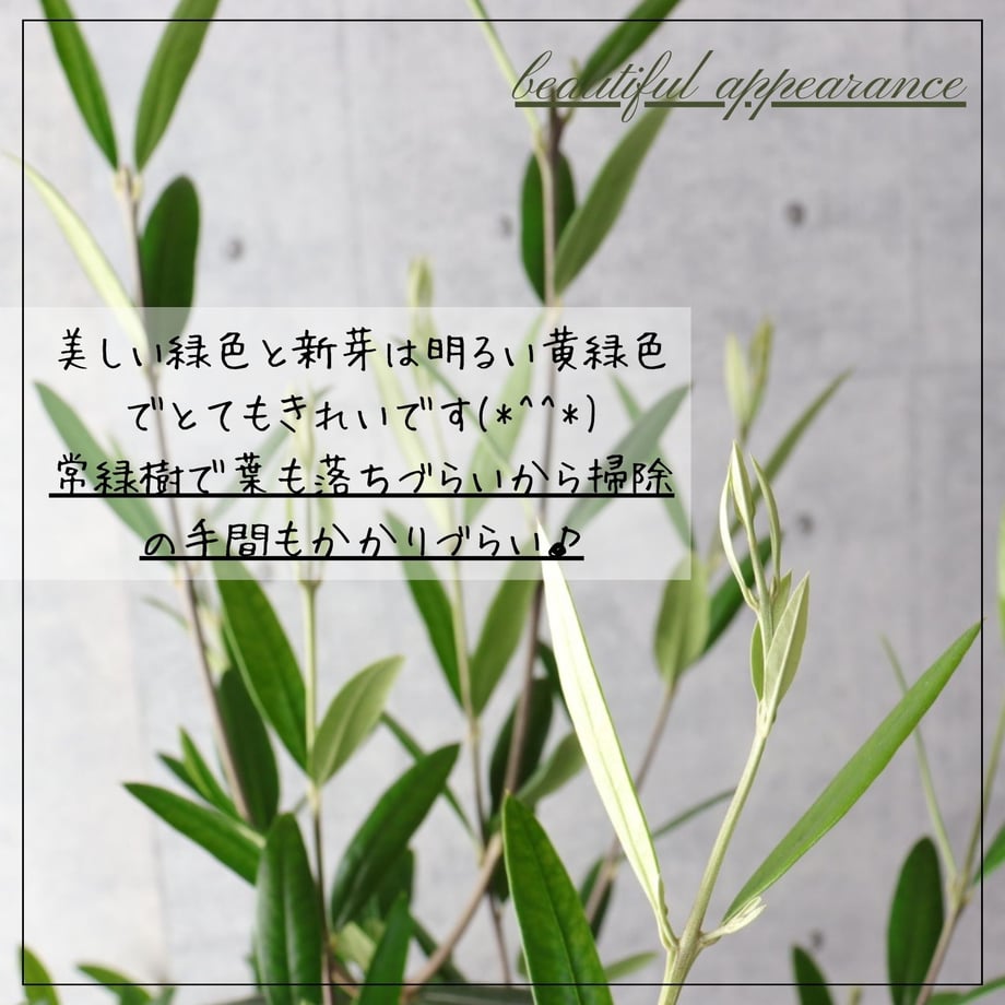67c53fdc1f0e5a0248c054b2