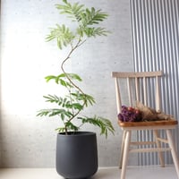 樹形◎】フィカス リラータ カシワバゴム 曲がり 柏葉ゴム 大型 観葉