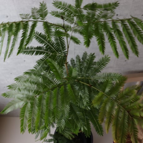 【バランス◎145cm】エバーフレッシュ 曲がり 7号 観葉植物 室内 大型