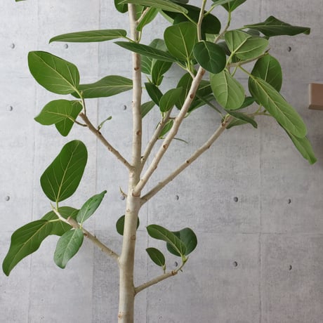 【朴もの◎132cm】 フィカス ベンガレンシス 朴仕立て 観葉植物 室内 大型
