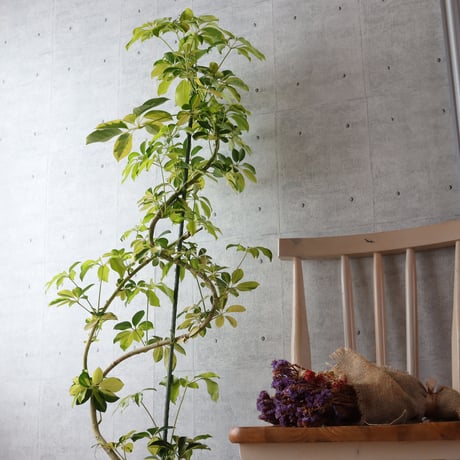 138cm◎ シェフレラ ゴールドリーフ 観葉植物 室内 大型 ハッピーイエロー
